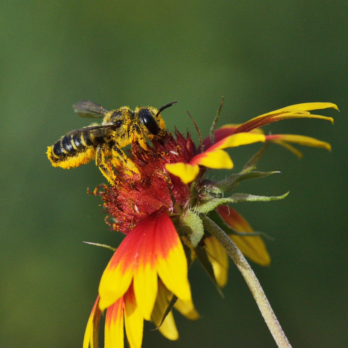 Summer Leaf Bees - (200ct)