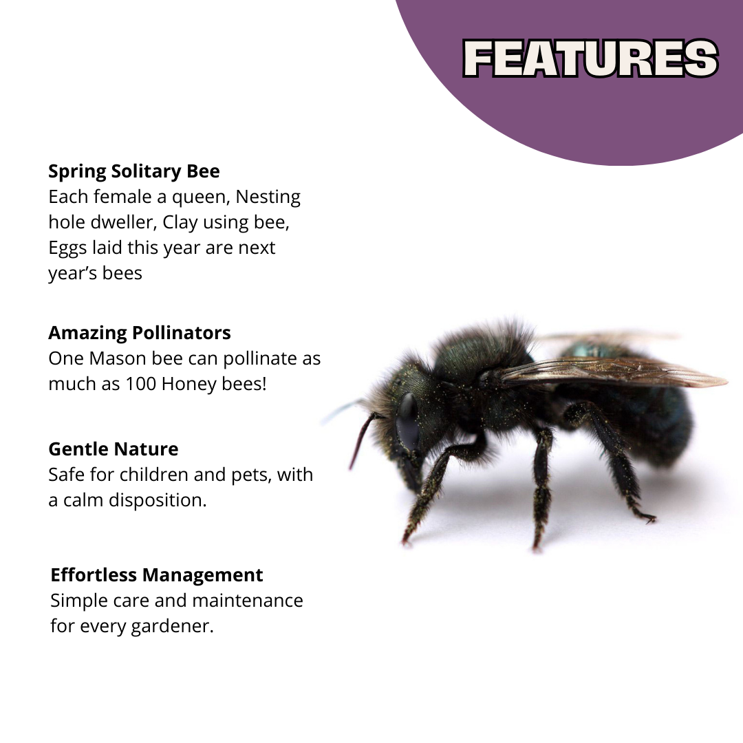 Buy Mason Bees | 40+ OBA Certified Cocoons with Free 2 Day Shipping