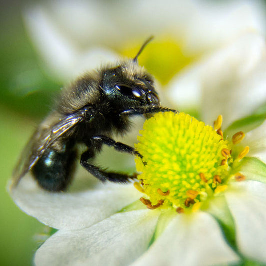 Spring Mason Bees (40ct)