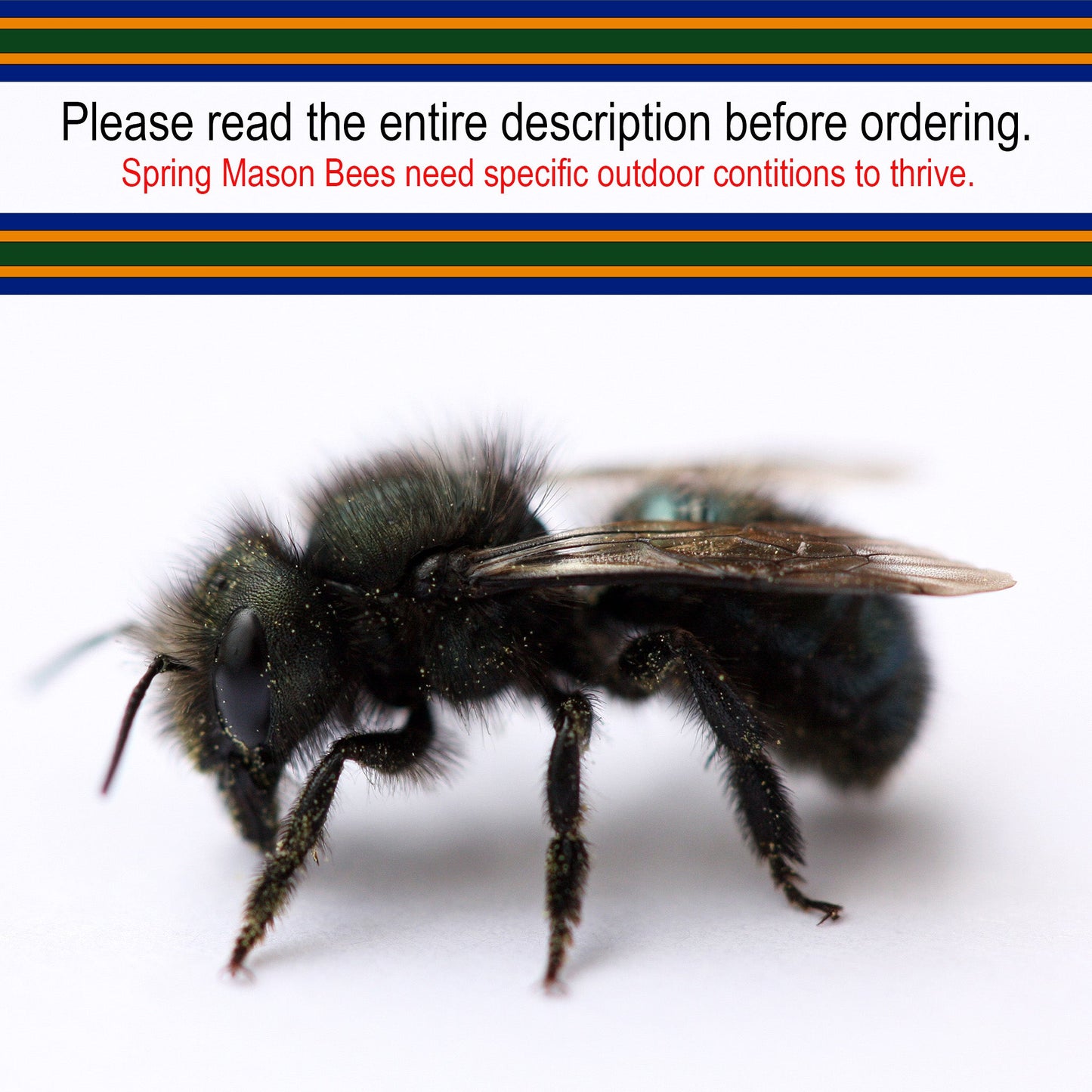 Spring Mason Bees - (20 ct)