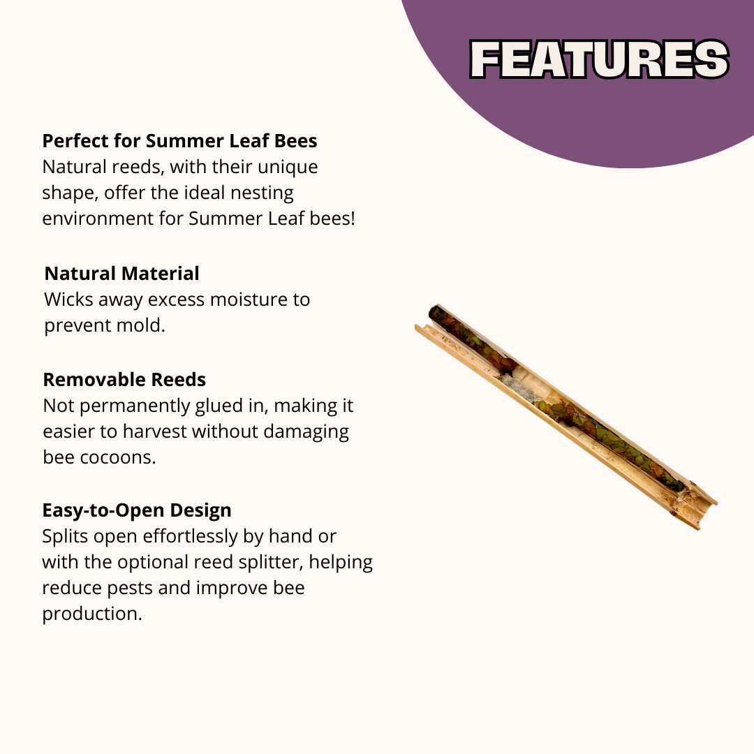Summer Natural Reeds for Summer Leaf Bees - 6mm
