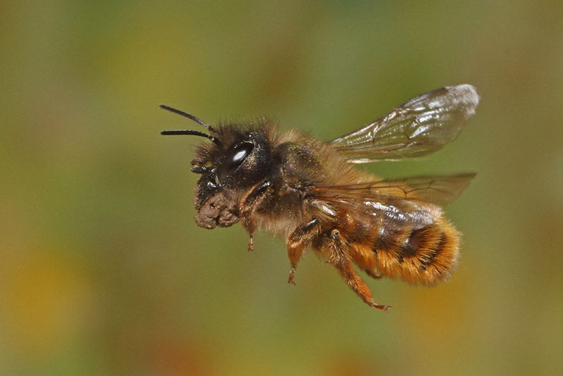 Spring Mason Bee Mud Box