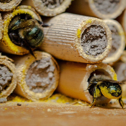 Buy Mason Bees | 40+ OBA Certified Cocoons with Free 2 Day Shipping