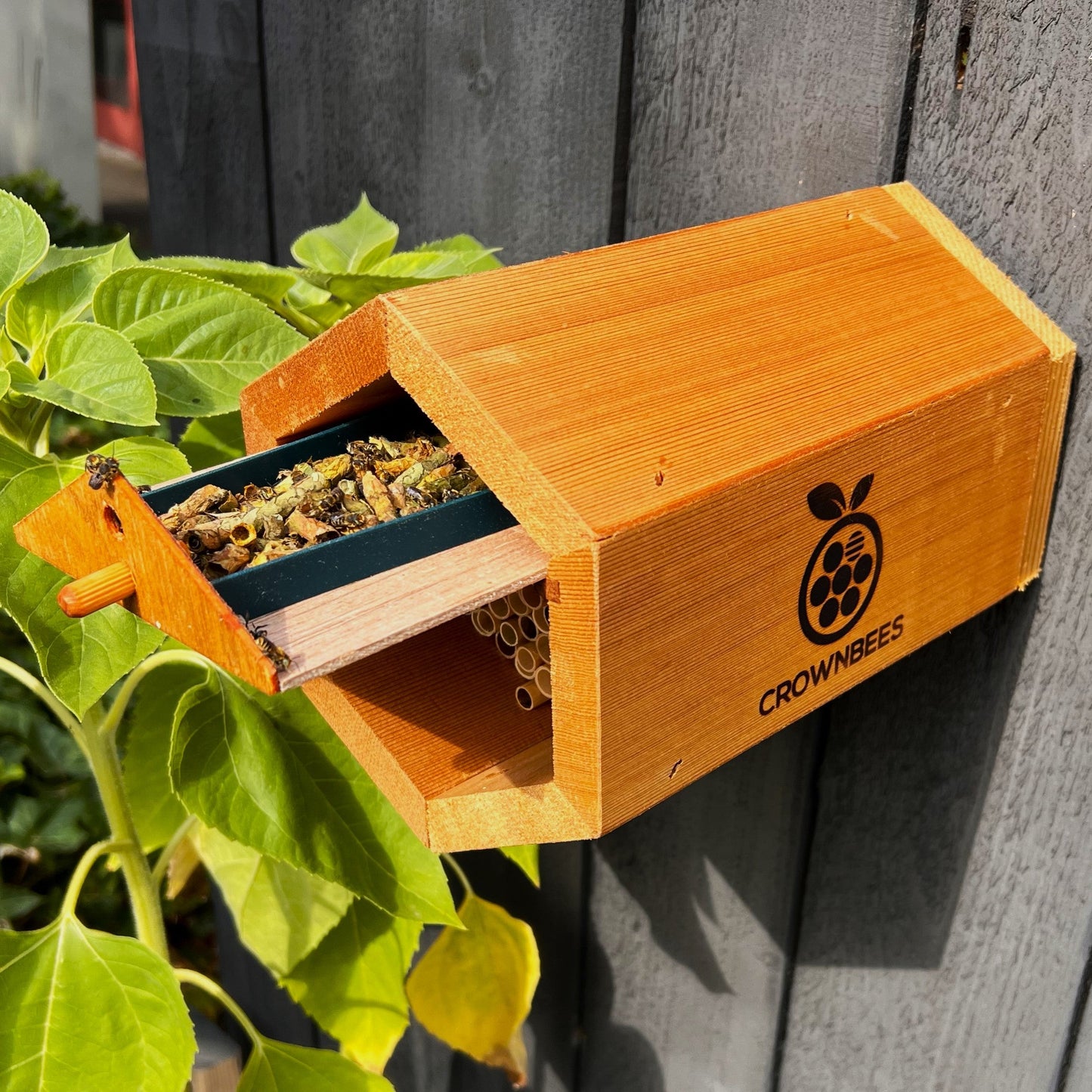 Cabana Bee House & Complete Kit Including Bees