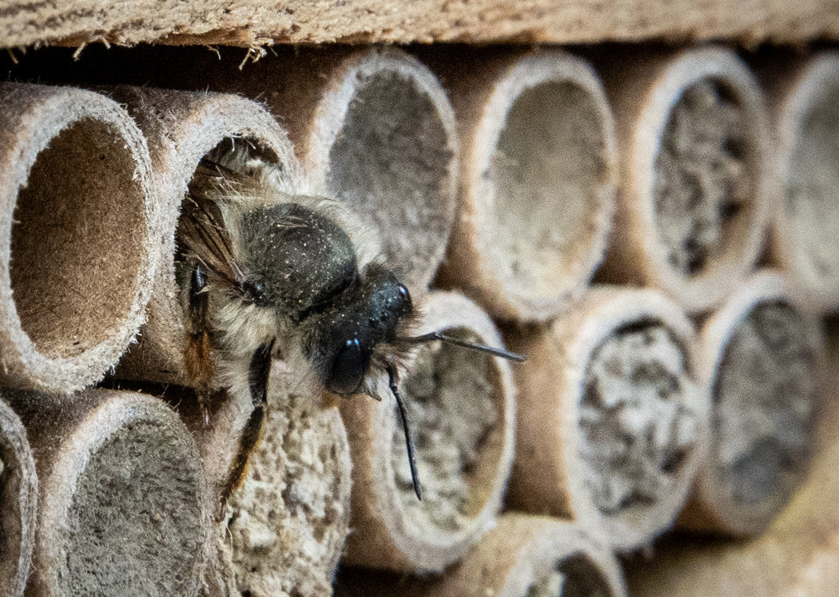 Solitary Native Bee House - Eco-Friendly Bamboo, Cedar, and Etched Aluminum Roof - Perfect for Pollinator Gardens - hand made