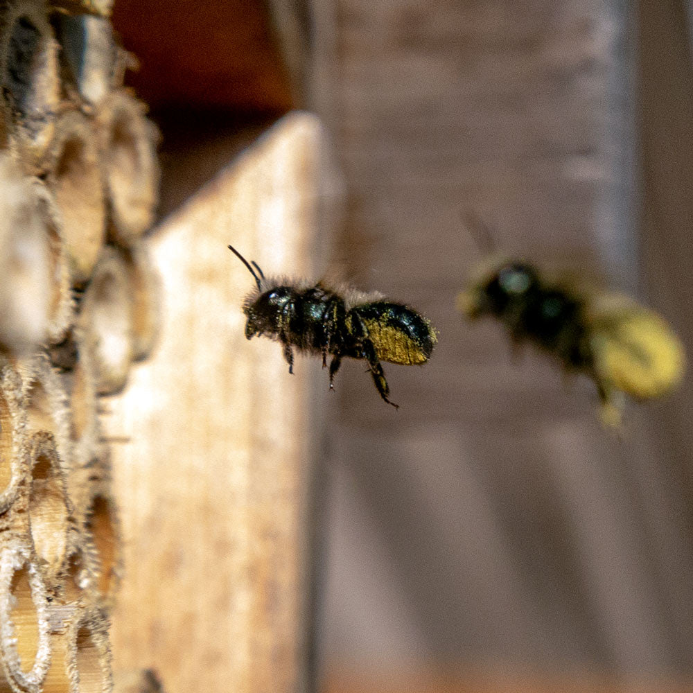 Spring Mason Bees - (20 ct)