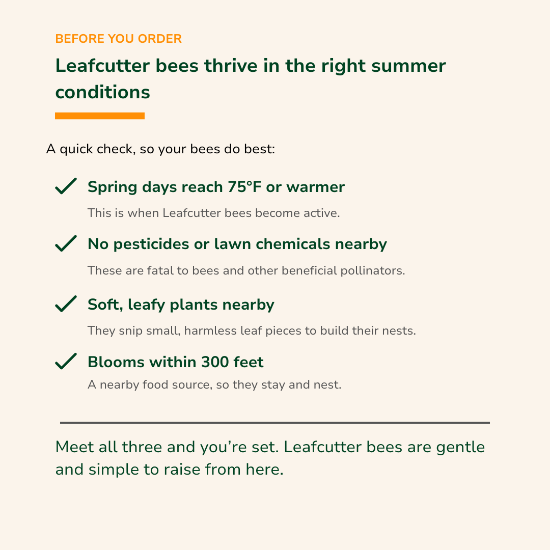 Leafcutter Bees - (200ct) Free FedEx 2-Day Mail